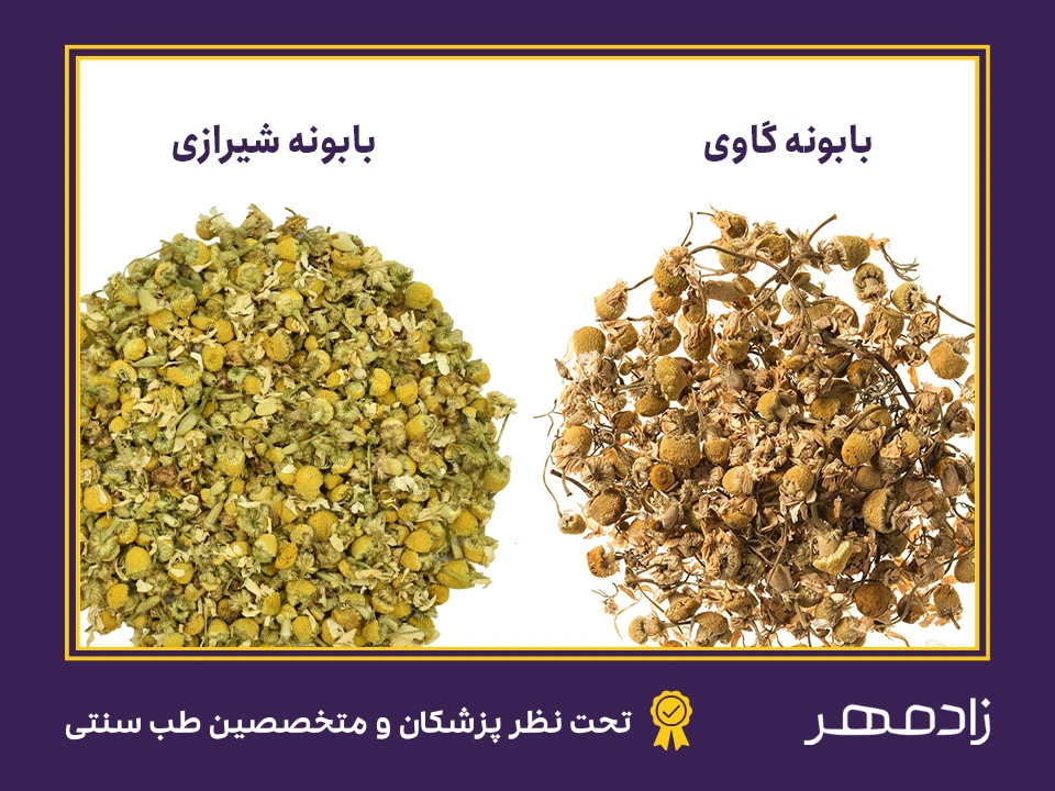 مقایسه بابونه شیرازی و بابونه گاوی