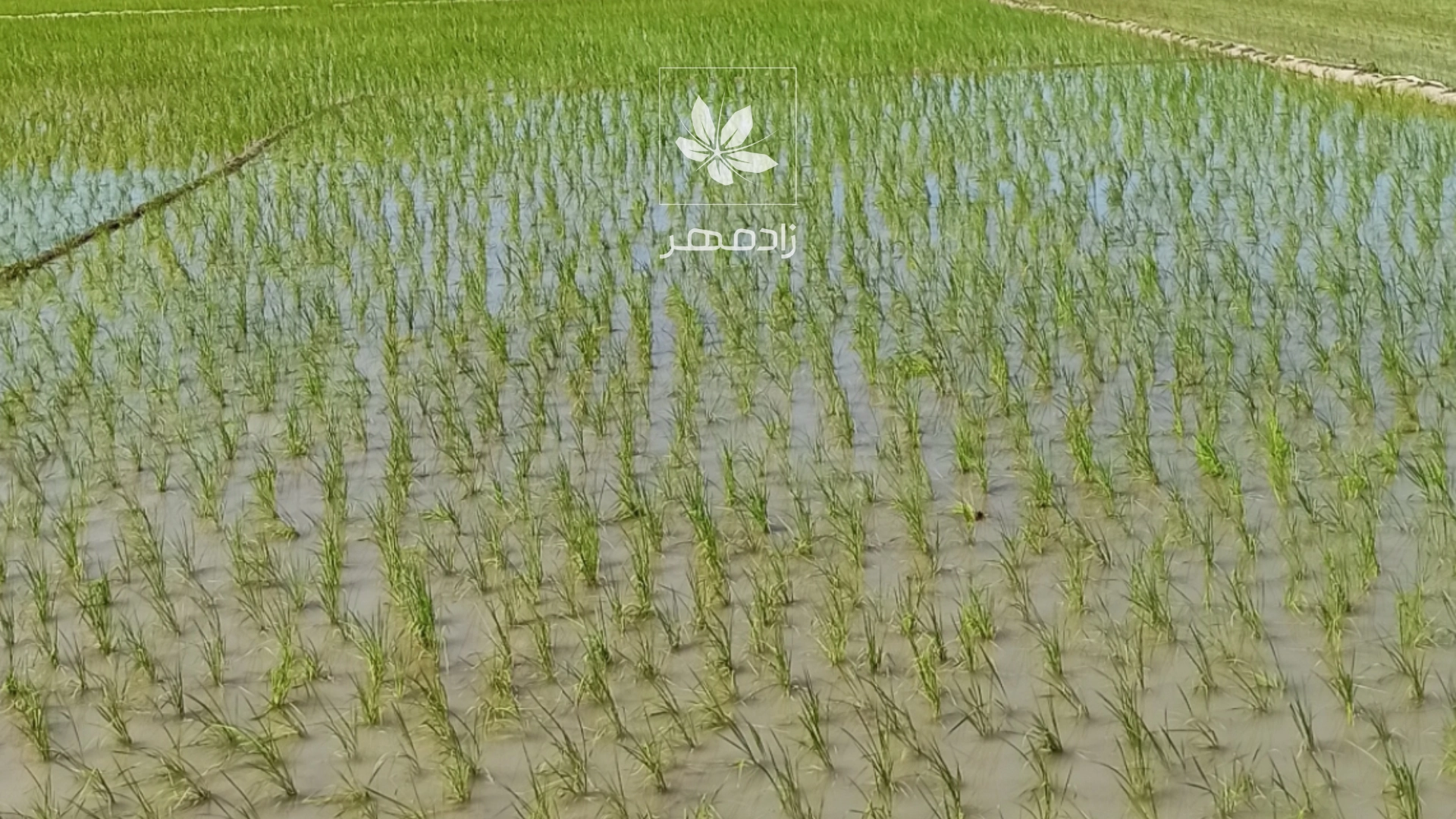 شالیزار برنج - Rice
