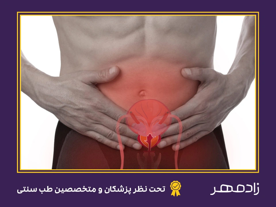 محل پروستات در بدن - Prostate in body